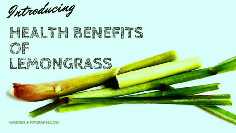 The Emerald Blade of Wellness: A Complete Guide to Lemongrass Health Benefits You Need to Know