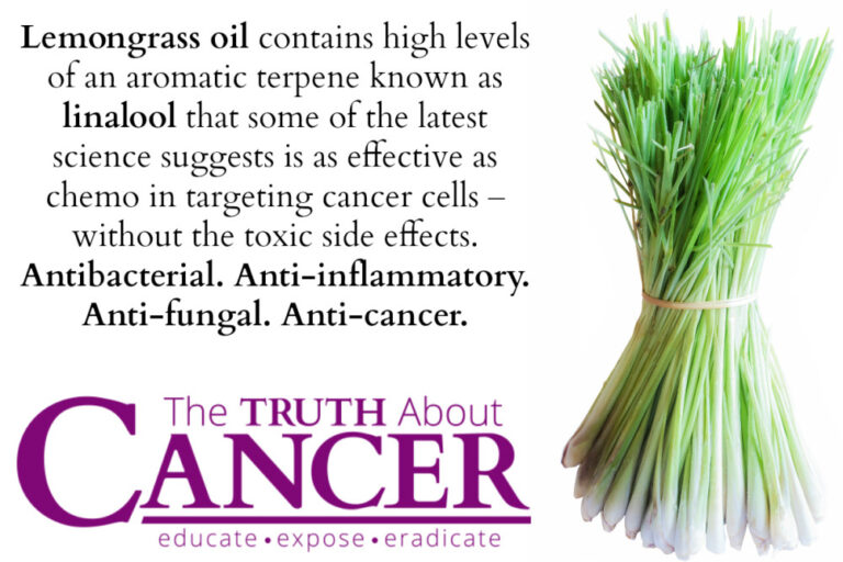 The Unfurling Scroll of Wellness: Lemongrass and the Ancient Battle Against Inflammation