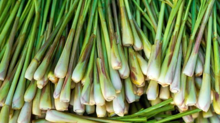 Why Lemongrass Should Be Your Next Superfood: A Journey into Nature’s Emerald Elixir