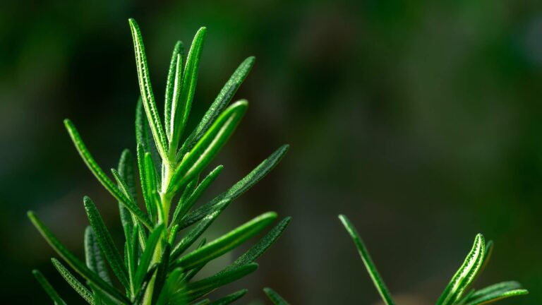 A Shield Against Disease: Rosemary’s Role in Cellular Health