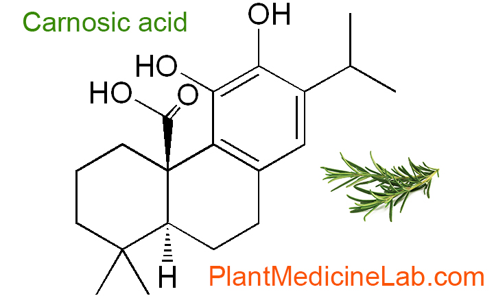 Carnosic Acid & More: Unveiling the Scientific Tapestry of Rosemary’s Protective Legacy