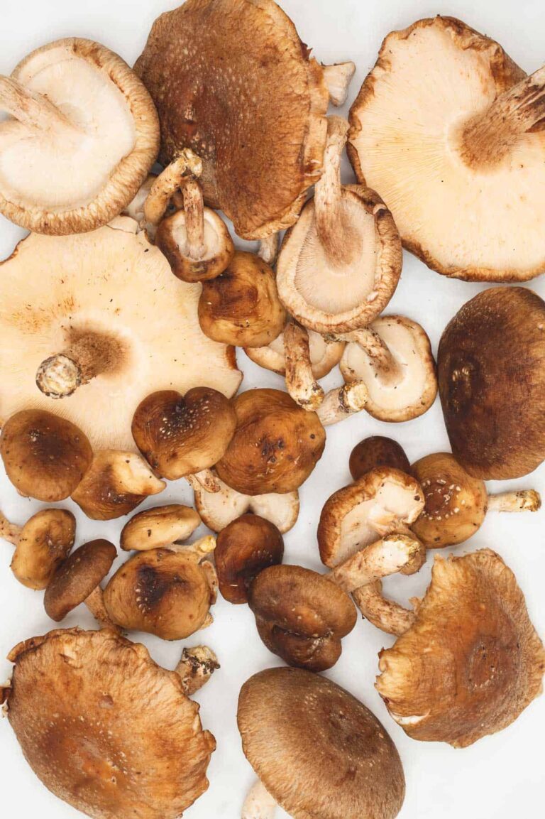 Grow Your Own Health: The Benefits of Fresh vs. Dried Shiitake – A Deep Dive into Nature’s Pharmacy