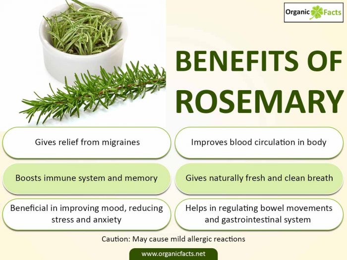 Gut Health and Beyond: The Digestive Benefits of Rosemary