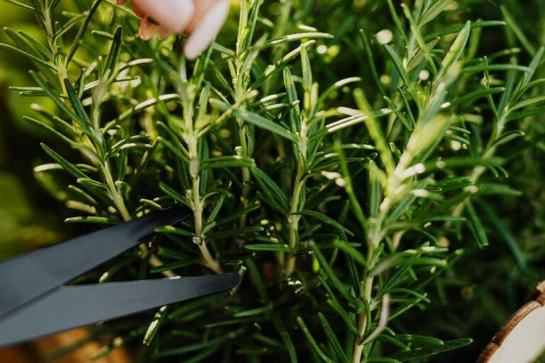 Rosemary: More Than Just a Flavorful Herb
