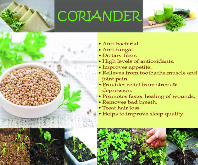 The Emerald Tapestry and Golden Spheres: A Complete Guide to Coriander’s Health Benefits (Seeds and Leaves!)