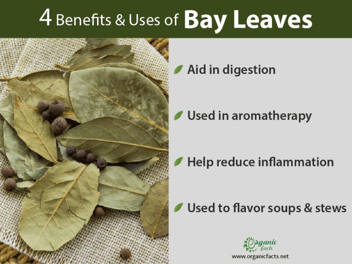 The Humble Herb with Huge Benefits: What Bay Leaves Can Do for Your Health
