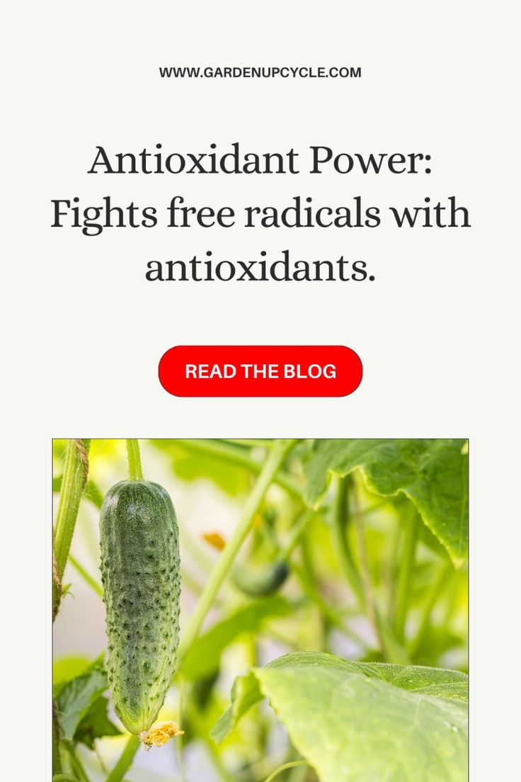 The Invisible War Within: Unveiling the Antioxidant Powerhouse Hiding in Cucumber